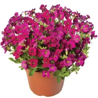 Compra AUBRIETA AUDREY RED F1 (1.000 semințe) en la tienda online Fito Agrícola