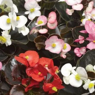 Compra BEGONIA ASCOT BRONZE LEAF MIX Pildorada F1 (1.000 semințe) en la tienda online Fito Agrícola