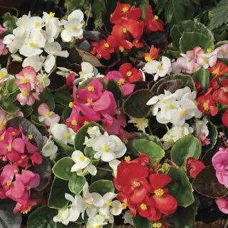 Compra BEGONIA ASCOT COMPLETE MIX Pildorada F1 (1.000 semințe) en la tienda online Fito Agrícola