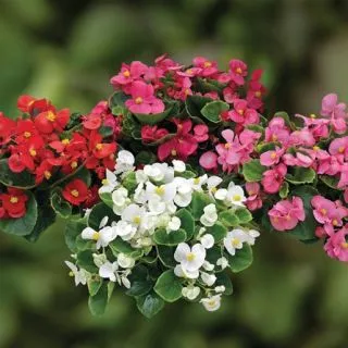 Compra BEGONIA ASCOT GREEN LEAF MIX Pildorada F1 (1.000 semințe) en la tienda online Fito Agrícola