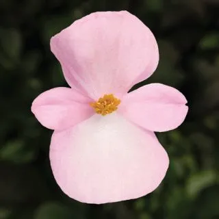 Compra BEGONIA ASCOT BRONZE LIGHT PINK Pildorada F1 (1.000 semințe) en la tienda online Fito Agrícola
