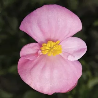 Compra BEGONIA ASCOT BRONZE PINK Pildorada F1 (1.000 semințe) en la tienda online Fito Agrícola