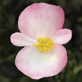 Compra BEGONIA ASCOT BRONZE ROSE BICOLOR Pildorada F1 (1.000 semințe) en la tienda online Fito Agrícola