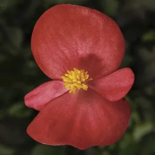 Compra BEGONIA ASCOT BRONZE SCARLET Pildorada F1 (1.000 semințe) en la tienda online Fito Agrícola