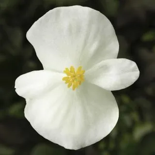 Compra BEGONIA ASCOT BRONZE WHITE Pildorada F1 (1.000 semințe) en la tienda online Fito Agrícola