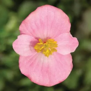 Compra BEGONIA ASCOT PINK Pildorada F1 (1.000 semințe) en la tienda online Fito Agrícola