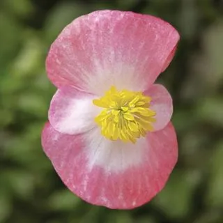 Compra BEGONIA ASCOT ROSE BICOLOR Pildorada F1 (1.000 semințe) en la tienda online Fito Agrícola