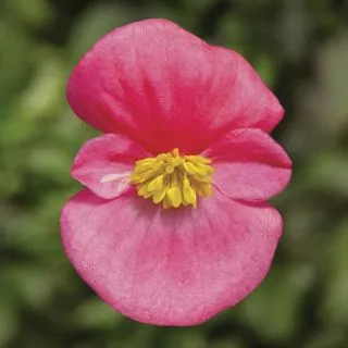 Compra BEGONIA ASCOT ROSE Pildorada F1 (1.000 semințe) en la tienda online Fito Agrícola