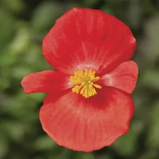 Compra BEGONIA ASCOT SCARLET Pildorada F1 (1.000 semințe) en la tienda online Fito Agrícola