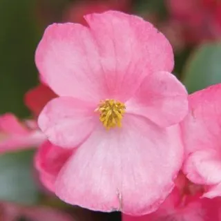 Compra BEGONIA VOLUMIA PINK Pildorada F1 (1.000 semințe) en la tienda online Fito Agrícola