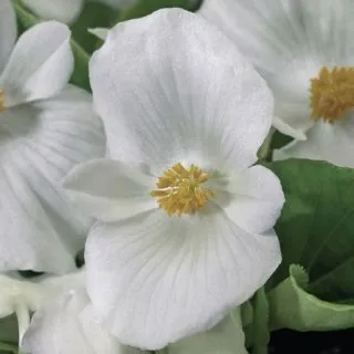 Compra BEGONIA VOLUMIA WHITE Pildorada F1 (1.000 semințe) en la tienda online Fito Agrícola