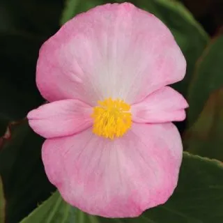 Compra BEGONIA TOPHAT PINK Pildorada F1 (1.000 semințe) en la tienda online Fito Agrícola