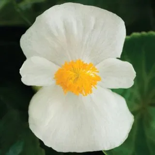 Compra BEGONIA TOPHAT WHITE Pildorada F1 (1.000 semințe) en la tienda online Fito Agrícola