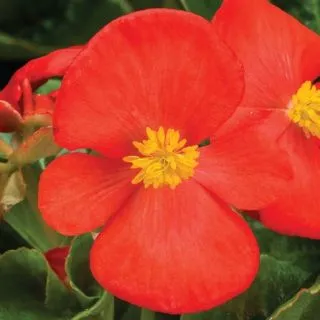 Compra BEGONIA TOPHAT SCARLET Pildorada F1 (1.000 semințe) en la tienda online Fito Agrícola