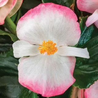 Compra BEGONIA TOPHAT ROSE BICOLOR Pildorada F1 (1.000 semințe) en la tienda online Fito Agrícola