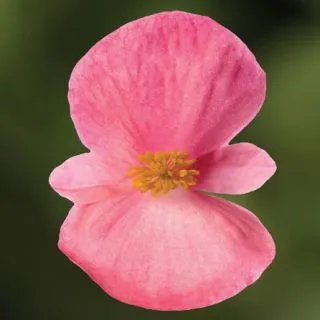 Compra BEGONIA BIONIC PINK Pildorada F1 (1.000 semințe) en la tienda online Fito Agrícola