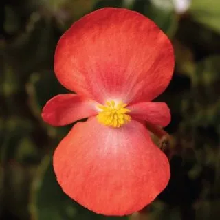 Compra BEGONIA BIONIC RED Pildorada F1 (1.000 semințe) en la tienda online Fito Agrícola