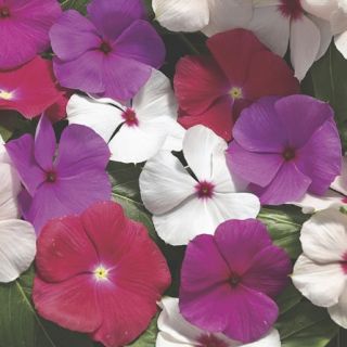 Compra VINCA CORA CASCADE XDR MIX F1 (1000 Semillas). en la tienda online Fito Agrícola