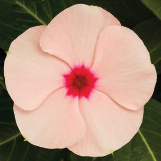 Compra VINCA CORA CASCADE XDR APRICOT IMPROVED F1 (1000 Semillas). en la tienda online Fito Agrícola