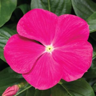 Compra VINCA CORA CASCADE XDR BRIGHT ROSE F1 (1000 Semillas). en la tienda online Fito Agrícola