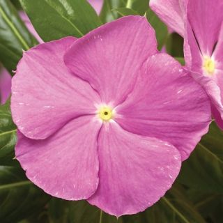 Compra VINCA CORA CASCADE XDR LAVENDER WITH EYE F1 (1000 Semillas). en la tienda online Fito Agrícola