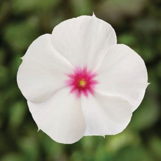 Compra VINCA CORA CASCADE XDR POLKA DOT F1 (1000 Semillas). en la tienda online Fito Agrícola