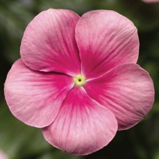 Compra VINCA CORA CASCADE XDR SHELL PINK F1 (1000 Semillas). en la tienda online Fito Agrícola