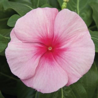 Compra VINCA CORA CASCADE XDR STRAWBERRY F1 (1000 Semillas). en la tienda online Fito Agrícola