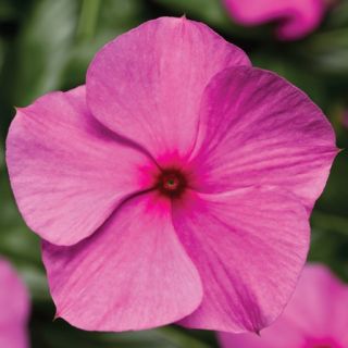 Compra VINCA CORA CASCADE XDR LILAC F1 (1000 Semillas). en la tienda online Fito Agrícola