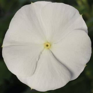 Compra VINCA CORA CASCADE XDR WHITE IMPROVED F1 (1000 Semillas). en la tienda online Fito Agrícola