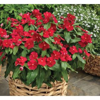 Compra VINCA CORA CLASSIC RED F1 (1000 Semillas). en la tienda online Fito Agrícola