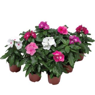 Compra VINCA CORA XDR MIX F1 (1000 Semillas). en la tienda online Fito Agrícola