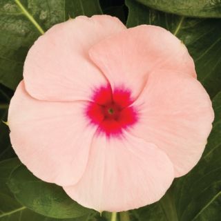 Compra VINCA CORA XDR APRICOT F1 (1000 Semillas). en la tienda online Fito Agrícola