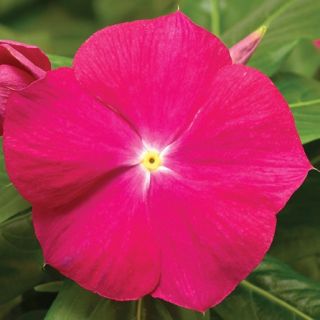 Compra VINCA CORA XDR CRANBERRY F1 (1000 Semillas). en la tienda online Fito Agrícola