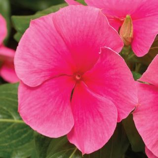 Compra VINCA CORA XDR DEEP STRAWBERRY F1 (1000 Semillas). en la tienda online Fito Agrícola