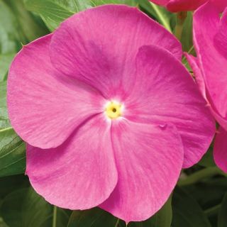 Compra VINCA CORA XDR ORCHID F1 (1000 Semillas). en la tienda online Fito Agrícola