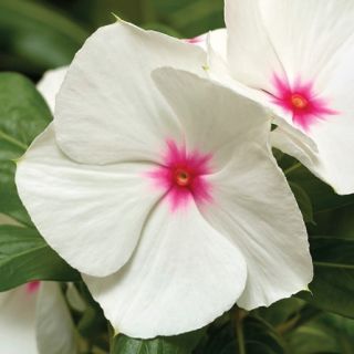 Compra VINCA CORA XDR POLKA DOT F1 (1000 Semillas). en la tienda online Fito Agrícola