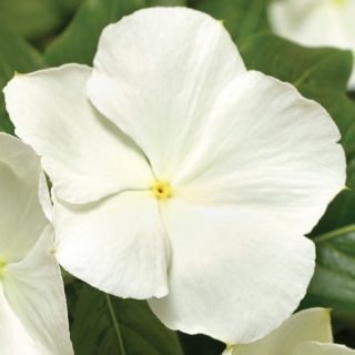 Compra VINCA CORA XDR WHITE F1 (1000 Semillas). en la tienda online Fito Agrícola