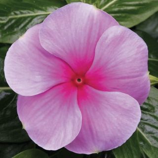 Compra VINCA SUNSTORM BLUSH F1 (1000 Semillas). en la tienda online Fito Agrícola