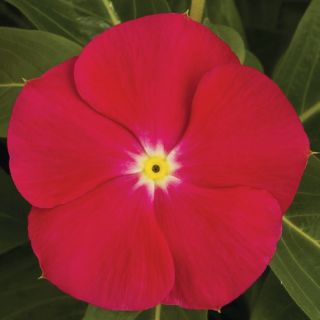 Compra VINCA SUNSTORM BRIGHT RED F1 (1000 Semillas). en la tienda online Fito Agrícola