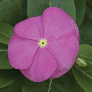 Compra VINCA SUNSTORM DEEP PINK F1 (1000 Semillas). en la tienda online Fito Agrícola