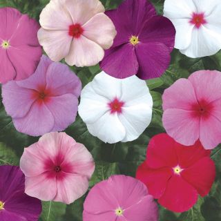 Compra VINCA SUNSTORM MIX F1 (1000 Semillas). en la tienda online Fito Agrícola