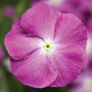Compra VINCA SUNSTORM ORCHID HALO F1 (1000 Semillas). en la tienda online Fito Agrícola