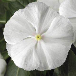 Compra VINCA SUNSTORM PURE WHITE F1 (1000 Semillas). en la tienda online Fito Agrícola