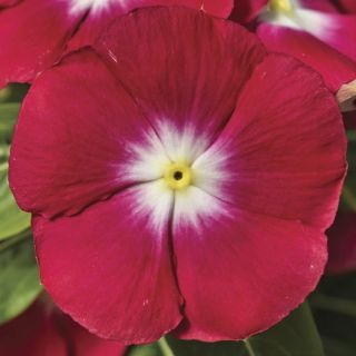 Compra VINCA SUNSTORM RED HALO F1 (1000 Semillas). en la tienda online Fito Agrícola