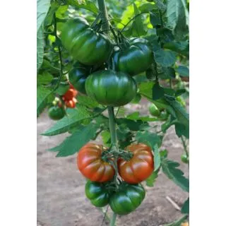 Compra TOMATE ADELANTE F1 (1000 Semillas) en la tienda online Fito Agrícola