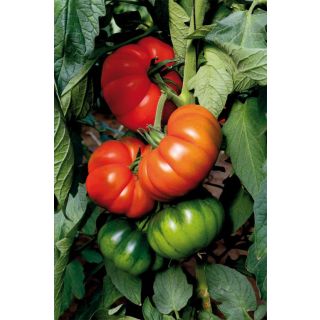 Compra TOMATE ISBILYA F1 (1000 Semillas) en la tienda online Fito Agrícola