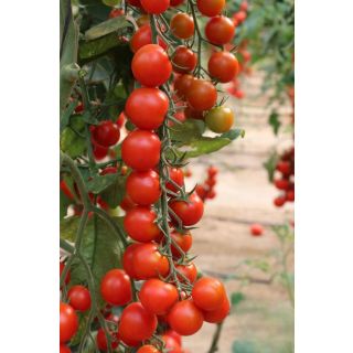 Compra TOMATE CHERRUTY F1 (1000 Semillas) en la tienda online Fito Agrícola