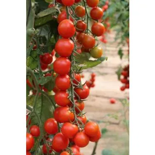 Compra TOMATE CHERRUTY F1 (1000 Semillas) en la tienda online Fito Agrícola
