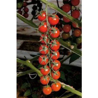 Compra TOMATE CIRINGUITO F1 (1000 Semillas) en la tienda online Fito Agrícola